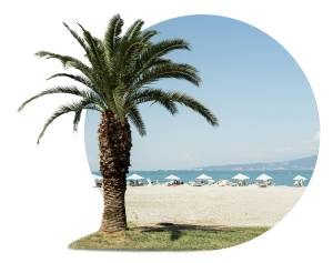 Palm tree on beach with white umbrellas and sunbathers in distance, blue ocean and mountains visible on horizon