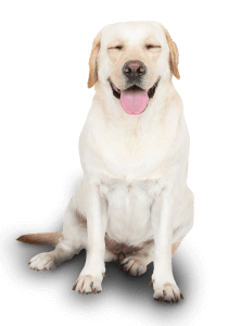 Yellow Labrador sitting with closed eyes and happy expression