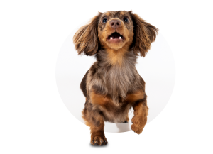 Close-up portrait of long-haired dachshund looking up with mouth open, showing teeth against white background