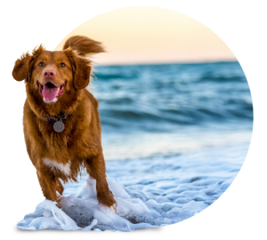 Happy brown dog with collar running on snowy beach with ocean waves in background