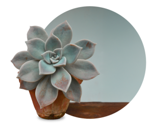 Close-up of a pale blue-green succulent plant in a rustic terracotta pot against a soft blue background