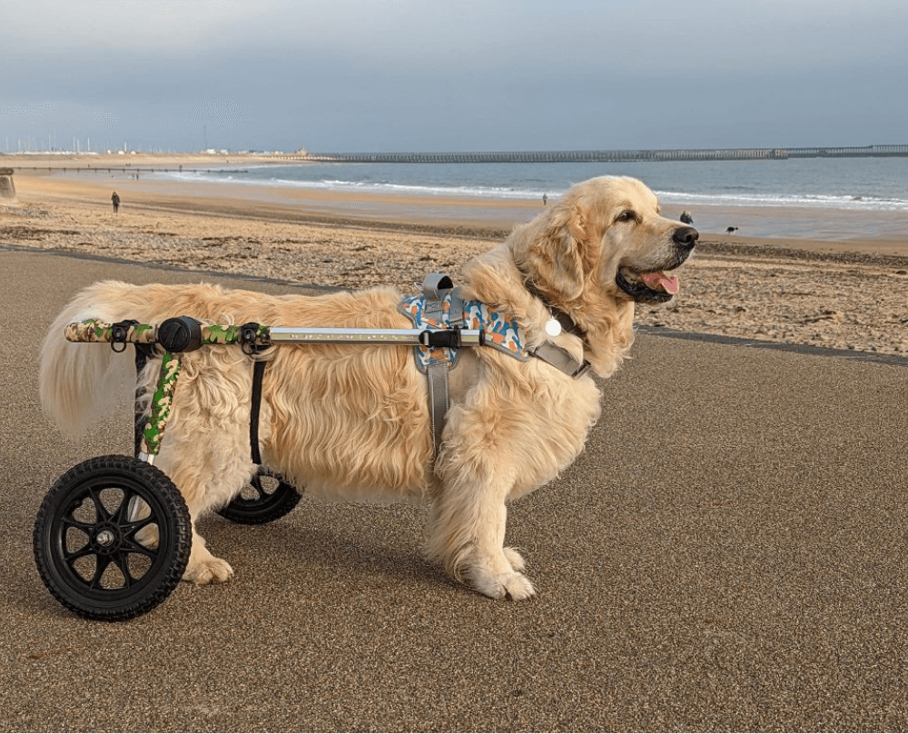 Golden retriever wearing a mobility support harness with wheels on a beach, with a long pier visible in the background