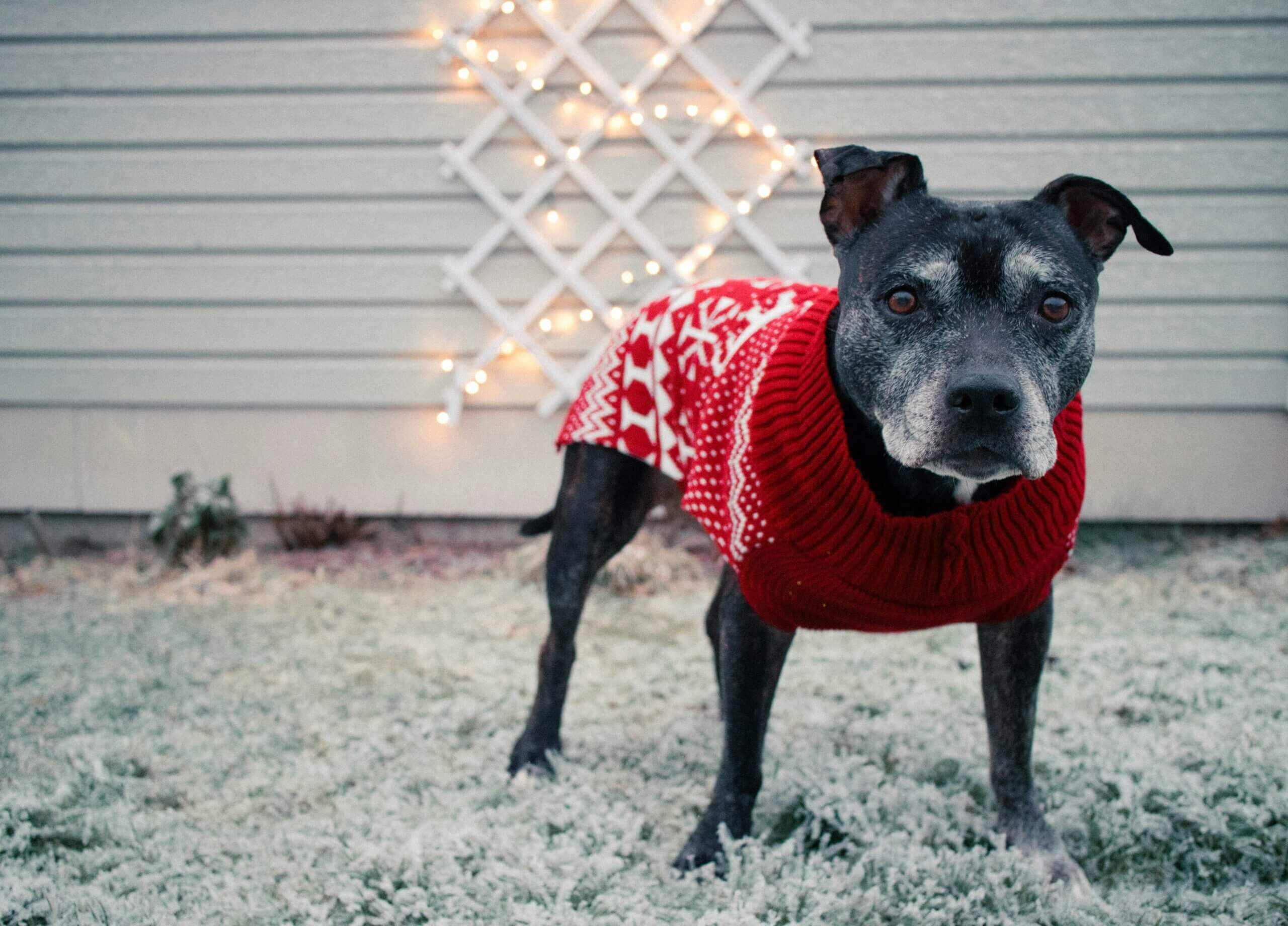 Black dog wearing red christmas sweater against frosty ground and string lights